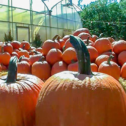 Howling Pumpkin