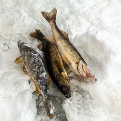 Ice Fishing Houghton Lake